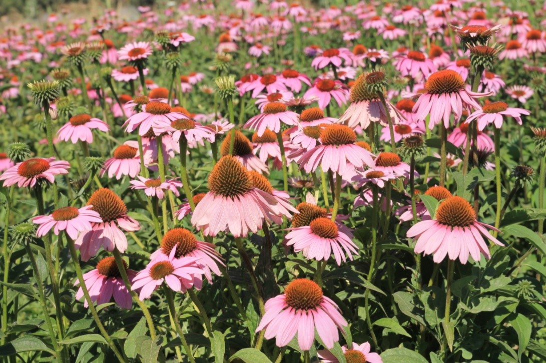 Halk Sağlığı Ürünleri